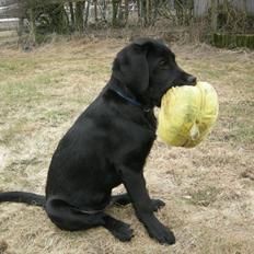 Labrador retriever Xavi