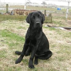 Labrador retriever Xavi
