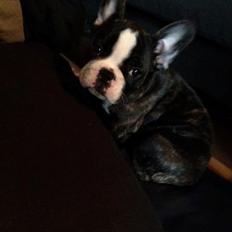 Fransk bulldog Batman' <3