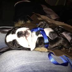 Fransk bulldog Batman' <3