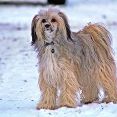 Chinese crested powder puff No Guts No Glorys Alvin