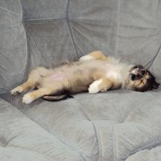 Tibetansk spaniel Cody (Mister President)