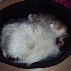 Tibetansk spaniel Cody (Mister President)