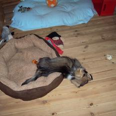 Tibetansk spaniel Cody (Mister President)