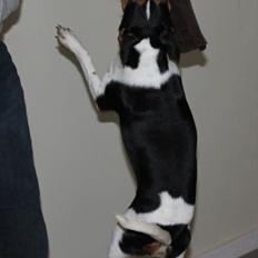 Dansk svensk gaardhund Moustgaard Havana