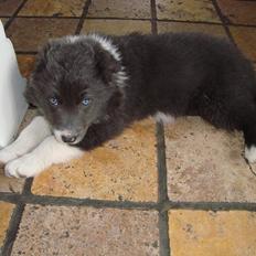 Border collie DUSTY