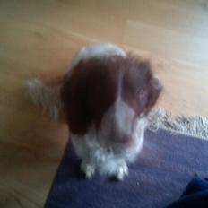 Engelsk springer spaniel Bølle