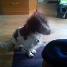 Engelsk springer spaniel Bølle