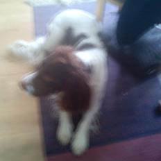 Engelsk springer spaniel Bølle