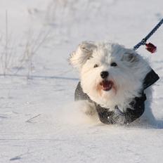 Coton de tulear Balou |Terroristen|