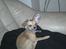 Chihuahua Søde Fie - Fie 5 måneder<3