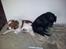 Welsh springer spaniel Flicka † - Taget d. 31-02-12 
Flicka og Dina.. 
