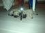 Mops Molly *RIP* - I midten.