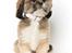 Lhasa apso Laura