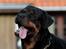 Rottweiler Haiki's Bogart