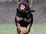 Rottweiler Haiki's Bogart