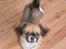 Blanding af racer Uno Chihuahua/Pekingeser