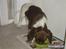 Engelsk springer spaniel Loke - Da vi næsten lige havdet fådet ham:) 