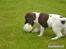 Engelsk springer spaniel Loke - Så skal der leges med bolden..