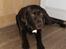 Labrador retriever Nelly