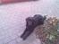 Flat coated retriever Frida