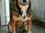 Blanding af racer Lilly - Lilly viser stolt sit kikse-trick frem :) 