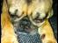 Mops Adolf Victor