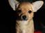 Chihuahua Montelinos Macarius *Max*