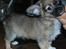 Chihuahua My Precious Golden Nugget