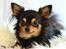Chihuahua Mickey