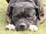 Cane corso Deva - over regnbuen - Magnuslunds Lamto - HD:A/A - AD 0/0. Desværre død nu, da hans ene bagben fik en skade ...