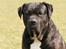 Cane corso Deva - over regnbuen - Lamto 