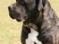 Cane corso Deva - over regnbuen - Lamto