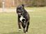 Cane corso Deva - over regnbuen - Lamto