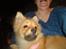 Pomeranian Mulle