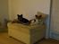 Papillon Lille Fix - Lilli og Cody hygger