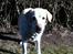 Labrador retriever Sisse - kigger på min ejer
