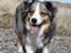 Australian shepherd "! BLUE !"