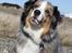 Australian shepherd "! BLUE !"