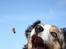 Australian shepherd "! BLUE !"