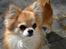 Chihuahua Rotten Rita - Min far, Bramver´s Famous Mainichi