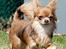 Chihuahua Rotten Rita - Min mor, Tikus Le Velour Bleu