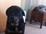 Rottweiler Berta - Lige vågnet