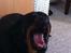 Rottweiler Berta - Gaab 