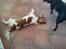 Welsh springer spaniel Flicka † - Taget d. 13-03-12