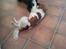 Welsh springer spaniel Flicka † - Taget d. 13-03-12