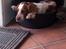 Welsh springer spaniel Flicka † - Taget d. 11-03-12
