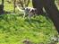 Welsh springer spaniel Flicka † - Taget d. 13-03-12
