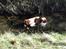 Welsh springer spaniel Flicka † - Taget d. 14-03-12
wee vand!! :p hhe..
