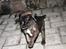 Blanding af racer Wilma (Labrador/dsg) - Her kommer jeg